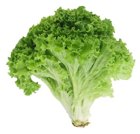 Lettuce, Fresh