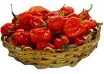 Fresh Pepper 50kg