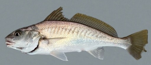 Croaker Fish Large 20kg