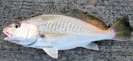 Croaker Fish Medium 20kg