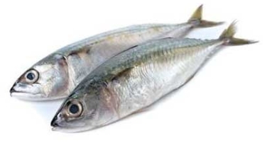 Kote Fish 5/9 (Carton) 20kg