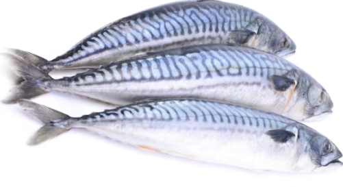Titus Fish 3-5 (20kg)