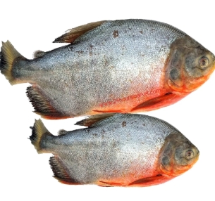 Owere Fish 10kg