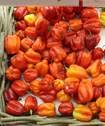 Pepper Rodo (Habanero)
